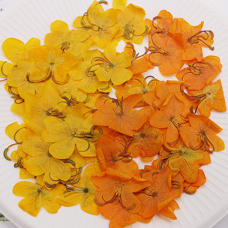 60 個乾燥圧縮黄色/オレンジカシア花植物ハーバリウムジュエ - Phone Cases Orange のレビューと価格